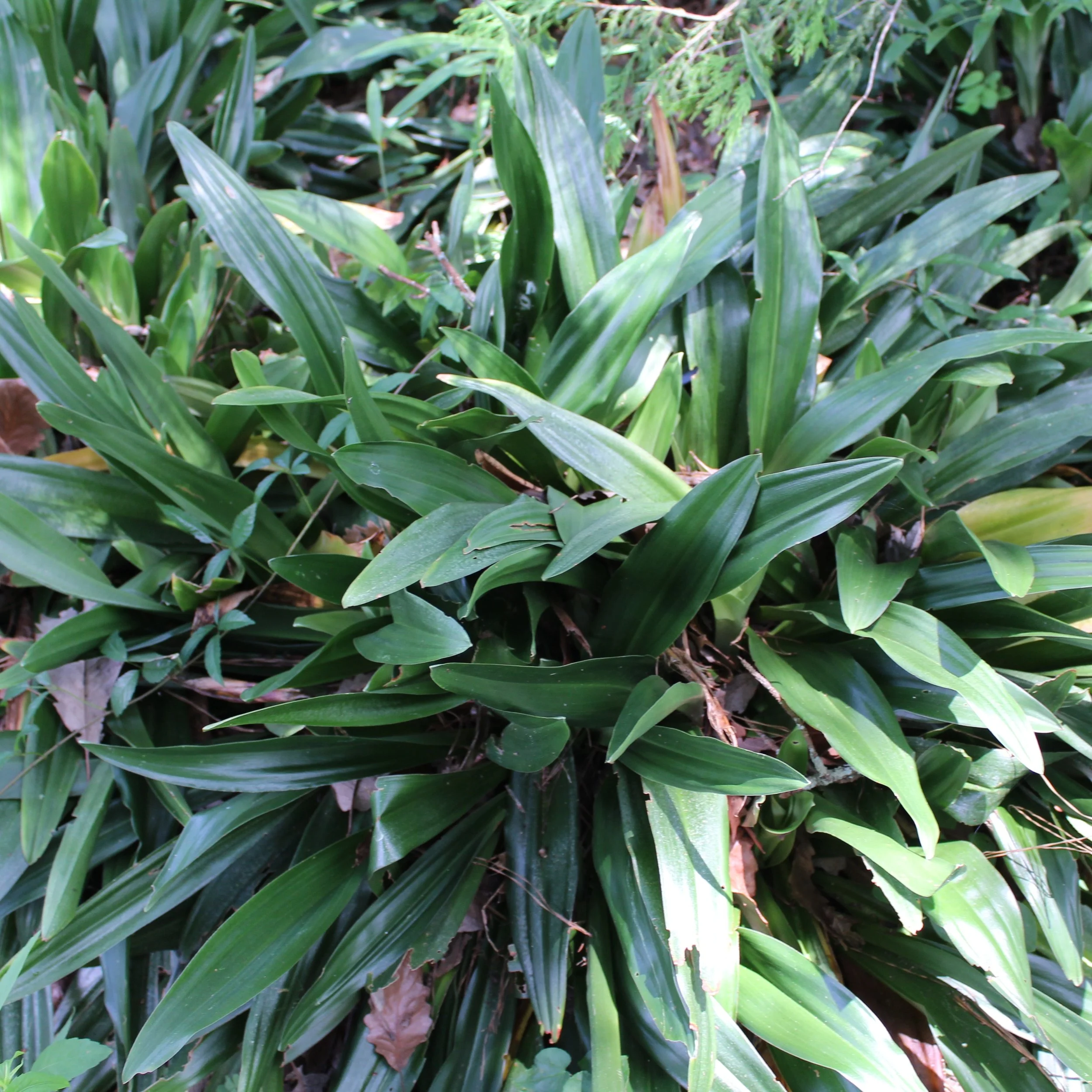 Japanese Sacred Lily — Wanderlust Nursery